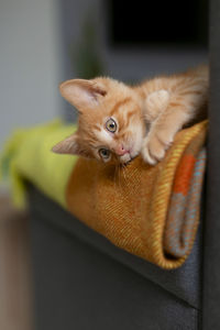 Close-up of cat lying on floor