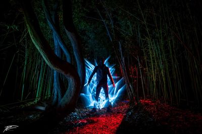 Bare trees in forest