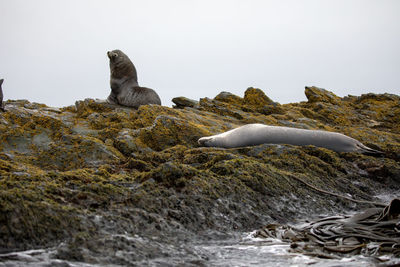 Seals relaxing on rock against clear sky