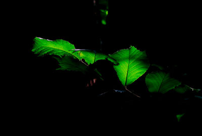 Close-up of plant over black background