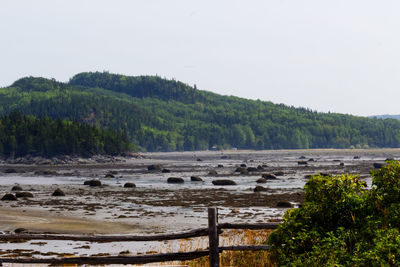 Scenic view of river in forest against sky