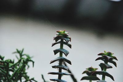 Low angle view of potted plant