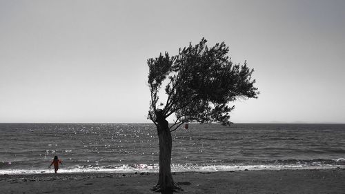 Tree on beach against clear sky