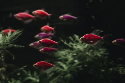 Close-up of fish swimming in sea