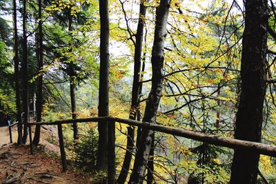 Trees in forest during autumn