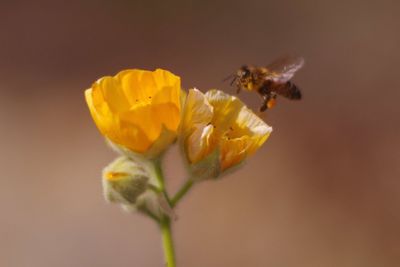 Close-up of bee on yellow flower