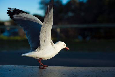 Seagull flying