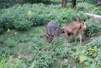 Deer in a field