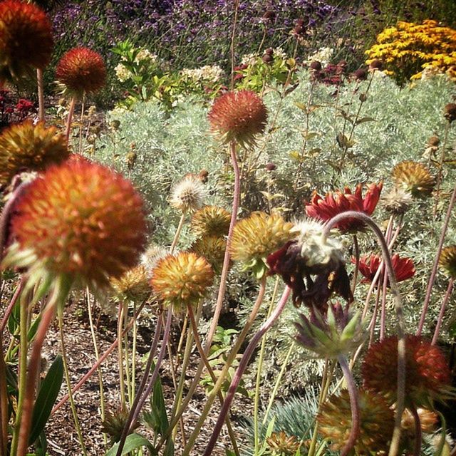 flower, growth, freshness, plant, fragility, flower head, beauty in nature, nature, high angle view, cactus, petal, blooming, red, day, growing, outdoors, no people, in bloom, field, leaf