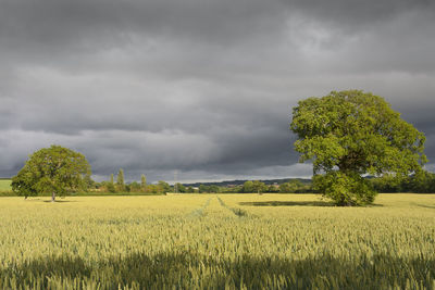 Scenic view of agricultural field against sky