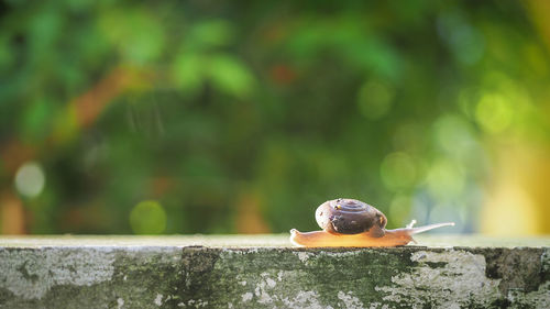 Close-up of snail on retaining wall