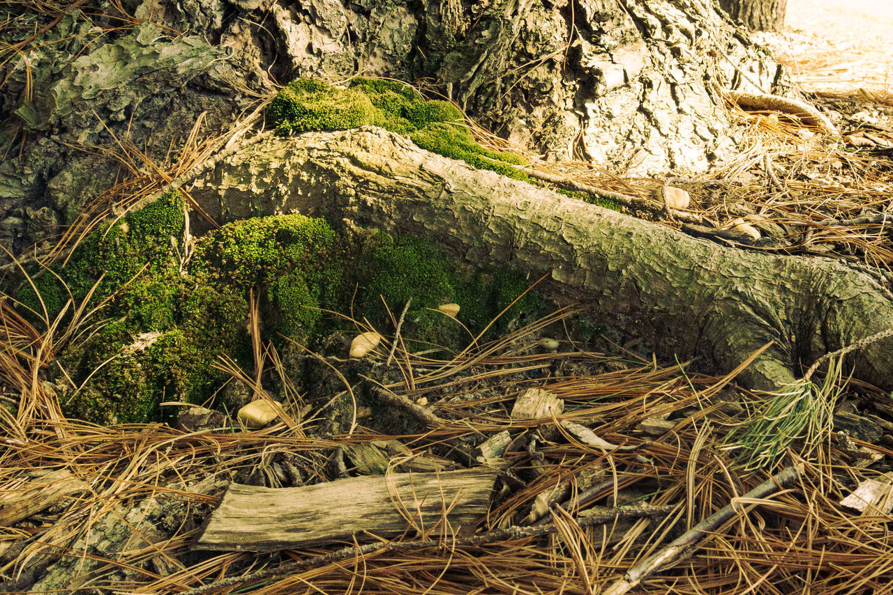 CLOSE-UP OF TREE TRUNK