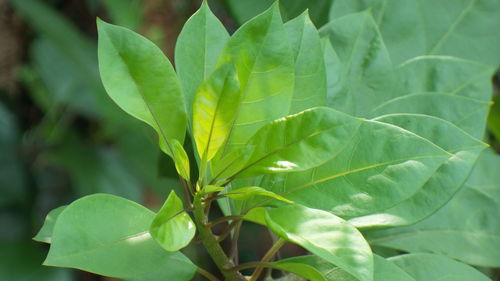 Close-up of green leaves