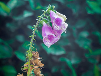 Close-up of flower blooming outdoors