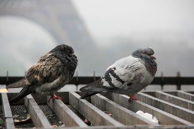 Pigeons perching on metal grate against eiffel tower