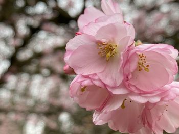 Close-up of pink cherry blossom