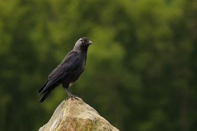 Close-up of bird perching on white background