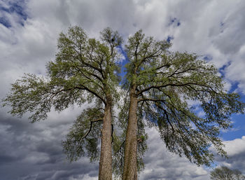 Low angle view of tree against sky