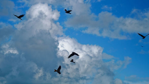 Low angle view of seagulls flying in sky