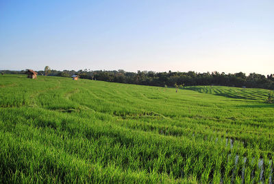 Scenic view of agricultural field against clear sky