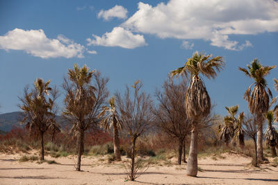 Trees on desert against sky