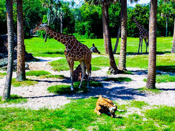 Giraffes on tree trunk