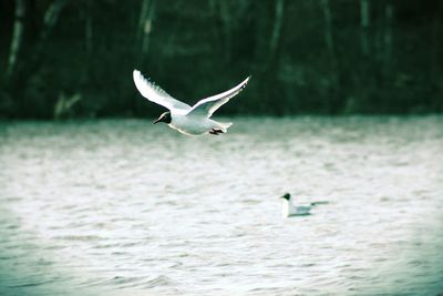 Seagull flying over white background