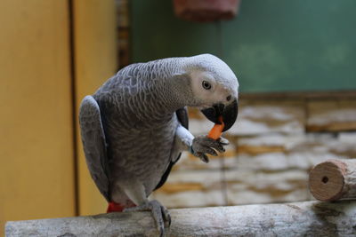 Close-up of parrot perching on wood