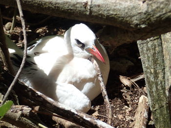 Close-up of birds