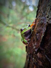Close-up of lizard on tree trunk