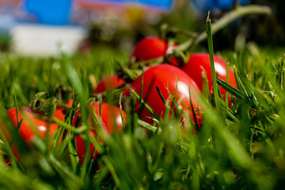 Close-up of red berries on field