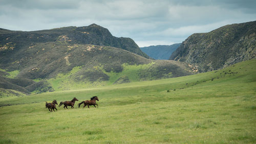 Horses in a field