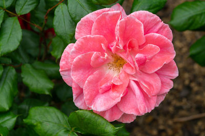 Close-up of pink rose