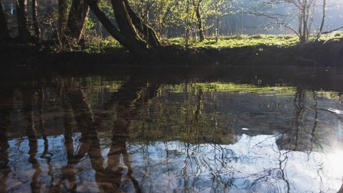 Reflection of trees in lake