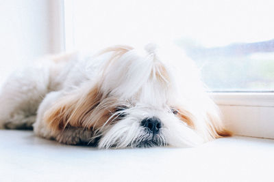 domestic animals