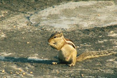 High angle view of squirrel on land