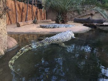 High angle view of crocodile in lake at zoo