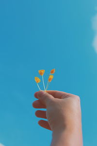 Close-up of hand holding flowers against blue sky