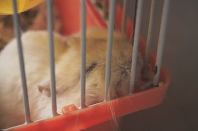 Close-up of cat in cage