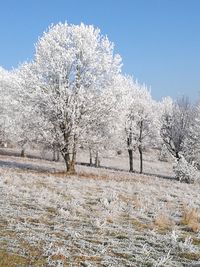 View of bare trees against sky