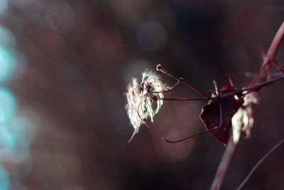 Close-up of wilted plant