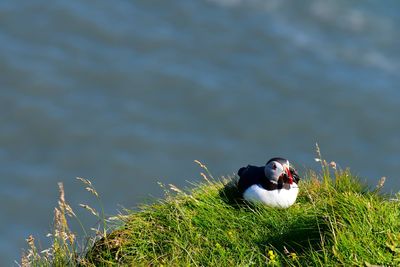 Bird on a cliff