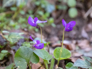 Close-up of purple flowering plant