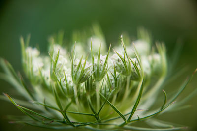 Close-up of fresh green plant