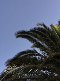 Low angle view of palm tree against clear sky