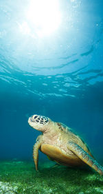 Turtle swimming in sea