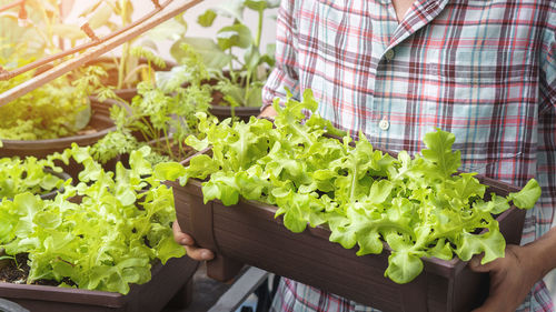 Midsection of person holding vegetables