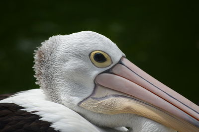 Close-up of pelican