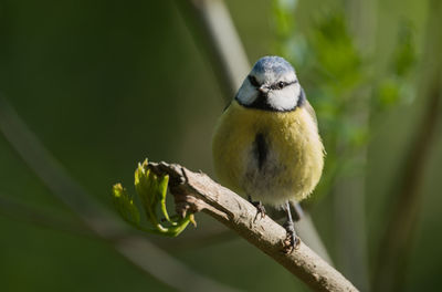 Close-up of bluetit perching on twig