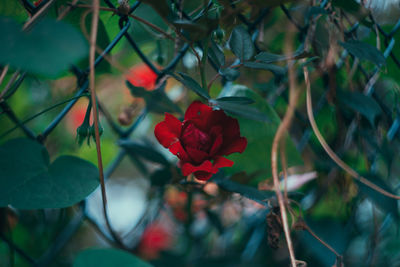Close-up of red flowers blooming outdoors